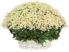 Цветочная композиция из Ромашки в корзине #REPLACE_PRED# Старомарьевке